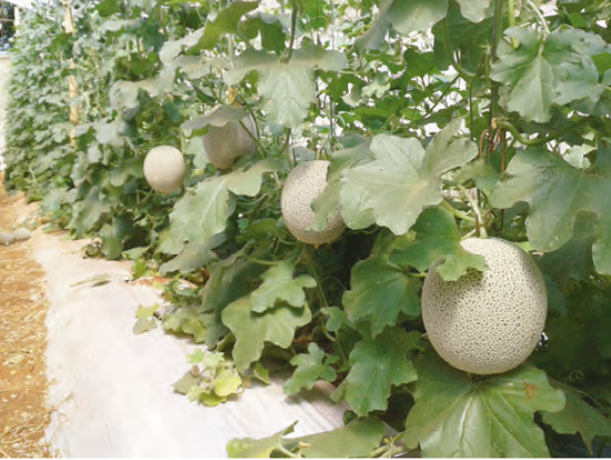 Cultivo de melão rendilhado. Foto: E.P. Vendruscolo