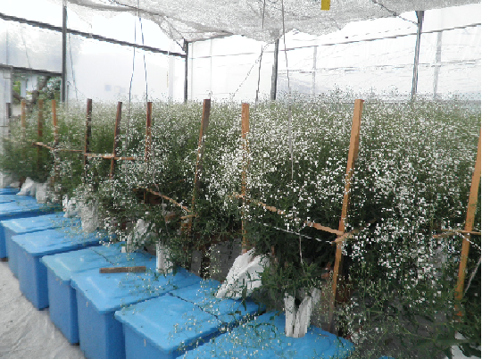 Gypsophila production in gutters with leaching recirculation