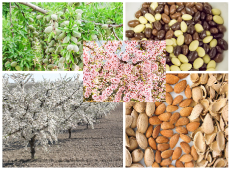 Fruits, cultivation, seeds and flowers of almond tree. Photo: F. Dicenta