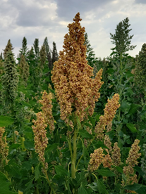 Quinoa plant in the Brazilian savanna  Photo: W. Anchico-Jojoa