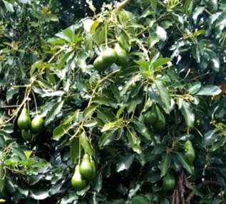 Fruiting avocado plant. Photo: B. Alvarez