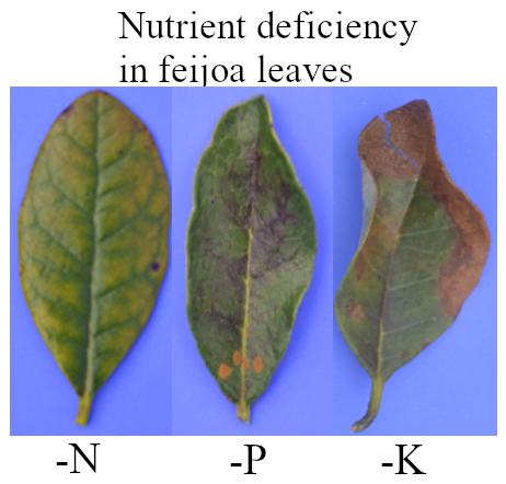 N-P-K nutrient deficiency in feijoa (pineapple guava) leaves using the missing element method. Photos: S. Buitrago