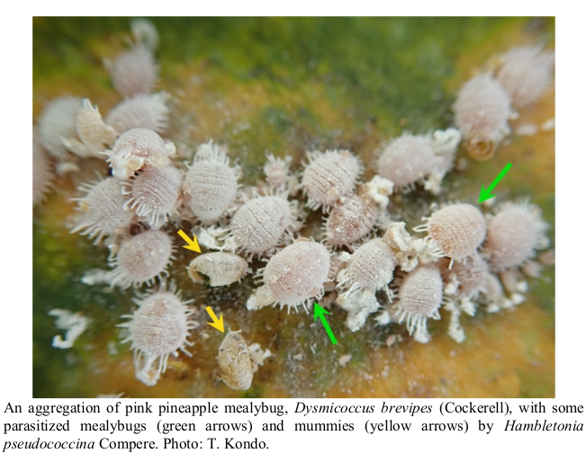 Una agregación de cochinilla rosada de la piña, Dysmicoccus brevipes (Cockerell) 