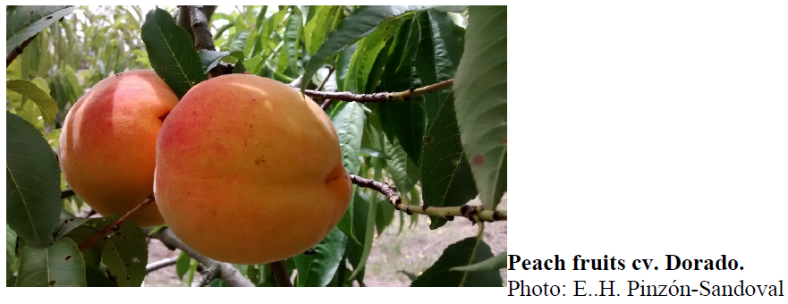 Peach fruits cv. Dorado. Photo: E..H. Pinzón-Sandoval