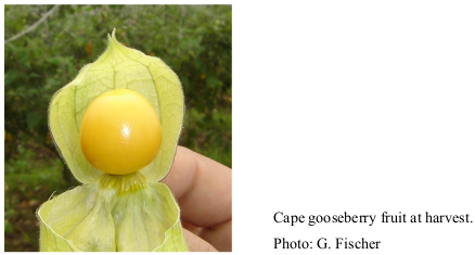 Cape gooseberry fruit at harvest. Photo: G. Fischer