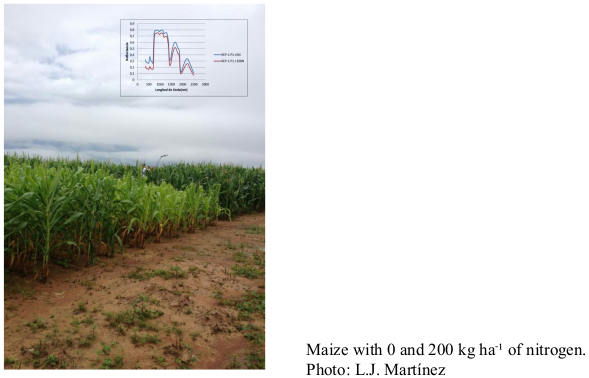 Maize with 0 and 200 kg ha-¹ of nitrogen. Photo: L.J. Martínez