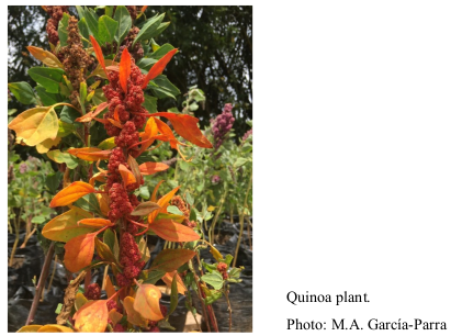 Quinoa plant. Photo: M.A. García-Parra