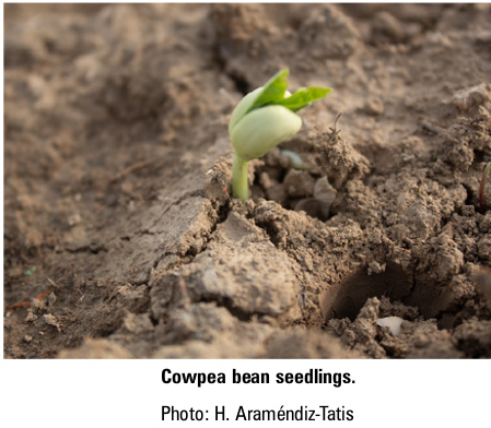 Cowpea bean seedlings. Photo: H. Araméndiz-Tatis