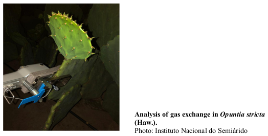 Analysis of gas exchange in Opuntia stricta (Haw.). Photo: Instituto Nacional do Semiárido