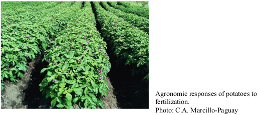Agronomic responses of potatoes to fertilization. Photo: C.A. Marcillo-Paguay