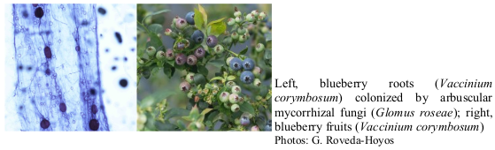 Left, blueberry roots (Vaccinium corymbosum) colonized by arbuscular mycorrhizal fungi (Glomus roseae); right, blueberry fruits (Vaccinium corymbosum) Photos: G. Roveda-Hoyos