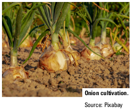 Onion cultivation. Source: Pixabay