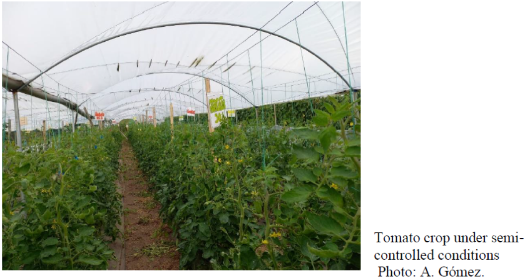 Tomato crop under semi-controlled conditions Photo: A. Gómez.