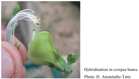 Hybridization in cowpea beans. Photo: H. Araméndiz-Tatis