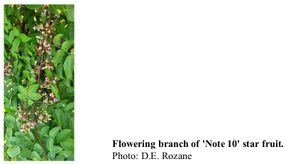 Flowering branch of 'Note 10' star fruit. Photo: D.E. Rozane