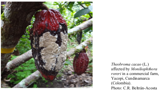 Theobroma cacao (L.) affected by Moniliophthora roreri in a commercial farm, Yacopi, Cundinamarca (Colombia). Photo: C.R. Beltrán-Acosta