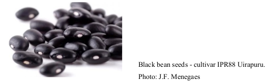 Black bean seeds - cultivar IPR88 Uirapuru. Photo: J.F. Menegaes