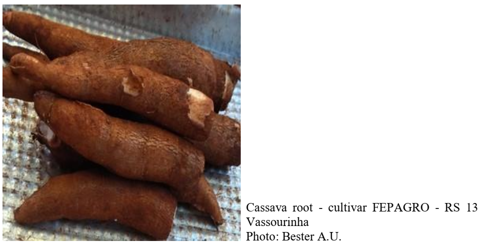 Cassava root - cultivar FEPAGRO - RS 13 Vassourinha Photo: Bester A.U.
