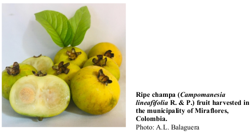 Ripe champa (Campomanesia lineafifolia R. & P.) fruit harvested in the municipality of Miraflores, Colombia. Photo: A.L. Balaguera