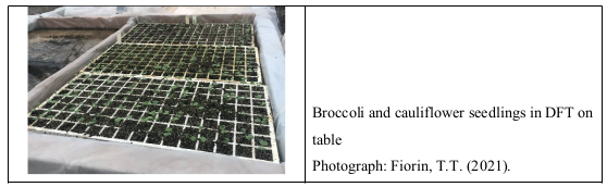 Broccoli and cauliflower seedlings in DFT on table Photograph: Fiorin, T.T. (2021).