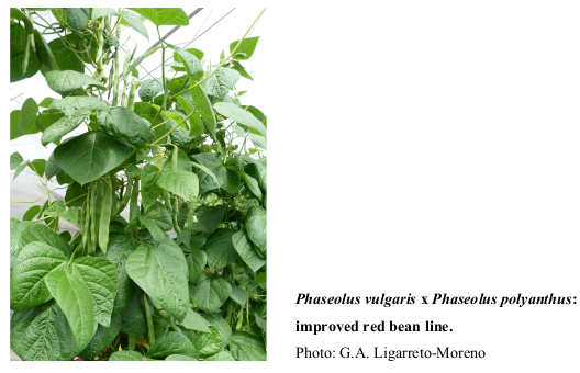 Phaseolus vulgaris x Phaseolus polyanthus: improved red bean line. Photo: G.A. Ligarreto-Moreno