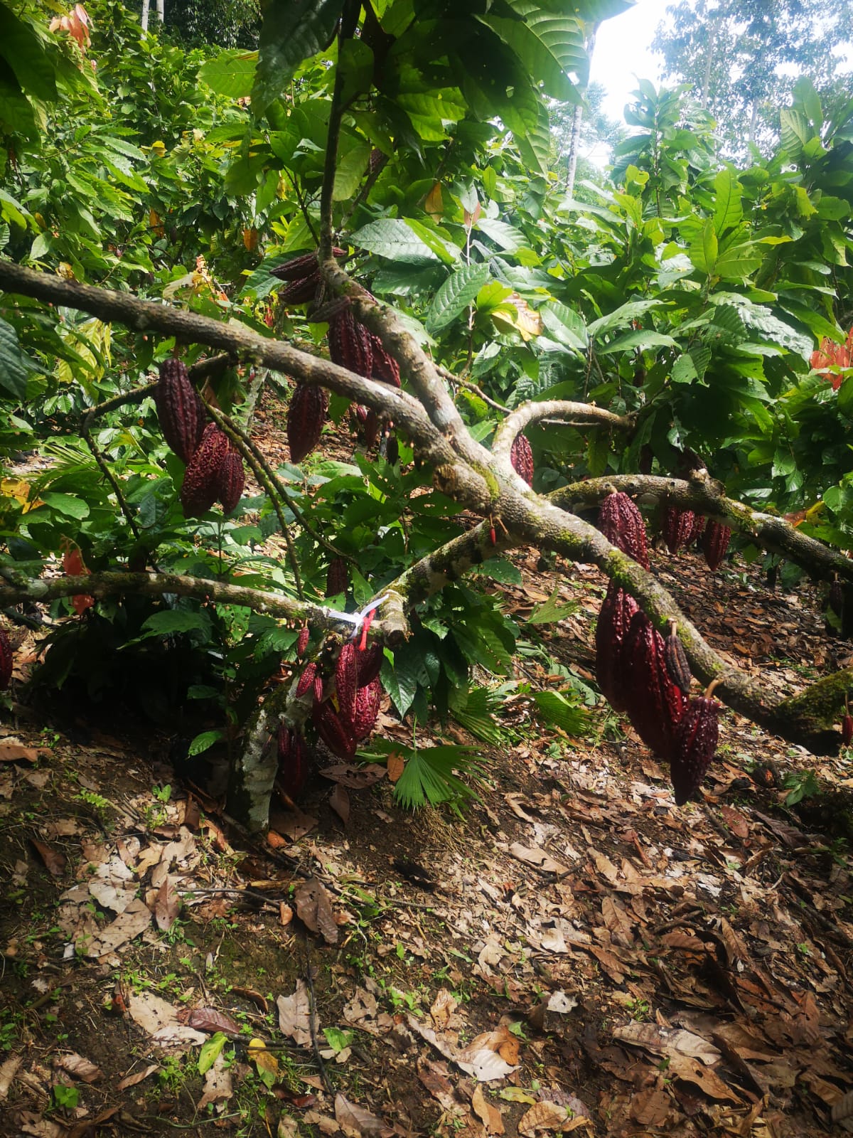 Cacao clon CCN-51. Photo: C.S. Castañeda-Serrano