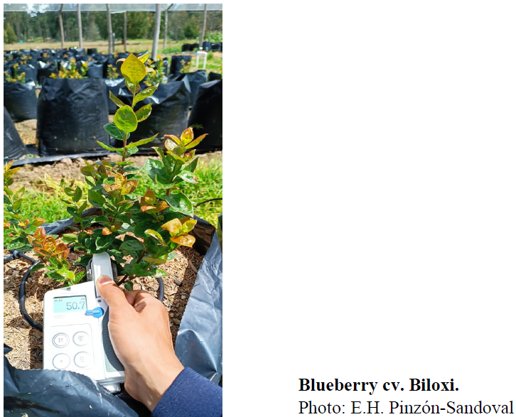 Blueberry cv. Biloxi. Photo: E.H. Pinzón-Sandoval