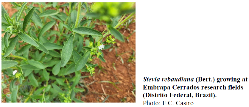 Stevia rebaudiana (Bert.) growing at Embrapa Cerrados research fields (Distrito Federal, Brazil). Photo: F.C. Castro