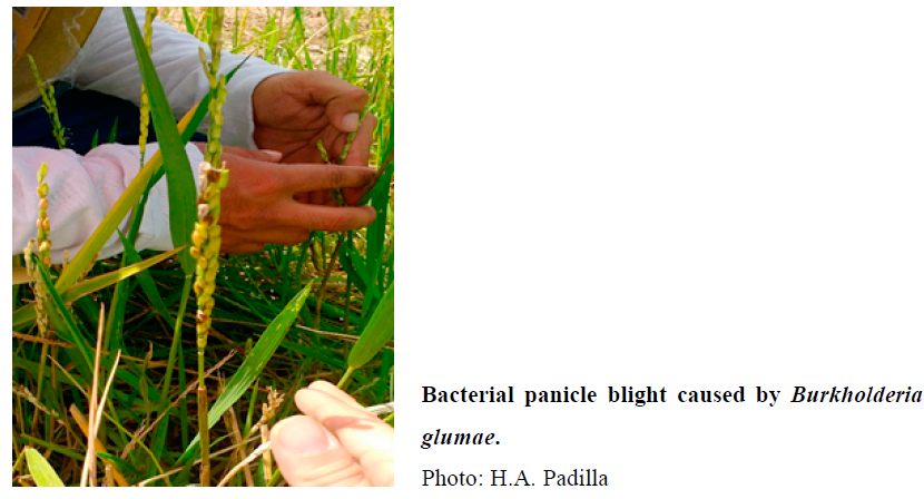 Bacterial panicle blight caused by Burkholderia glumae. Photo: H.A. Padilla