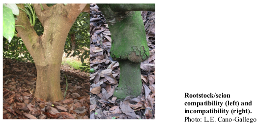 Rootstock/scion compatibility (left) and incompatibility (right). Photo: L.E. Cano-Gallego