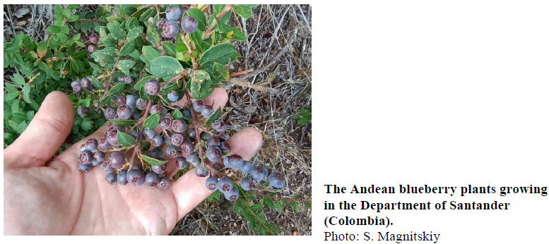 The Andean blueberry plants growing in the Department of Santander (Colombia). Photo: S. Magnitskiy