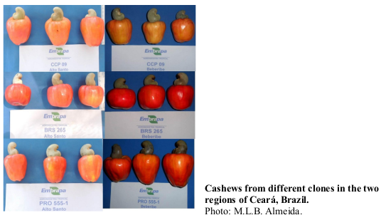 Cashews from different clones in the two regions of Ceará, Brazil. Photo: M.L.B. Almeida.