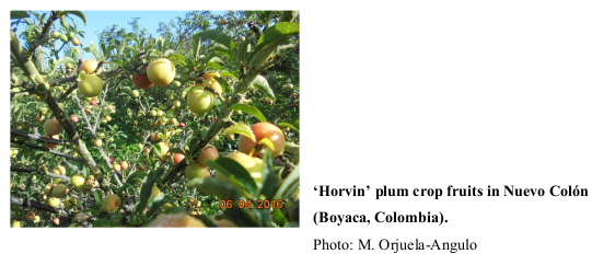 ‘Horvin’ plum crop fruits in Nuevo Colón (Boyaca, Colombia). Photo: M. Orjuela-Angulo