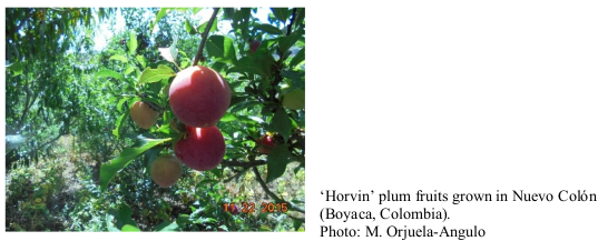 ‘Horvin’ plum fruits grown in Nuevo Colón (Boyaca, Colombia). Photo: M. Orjuela-Angulo