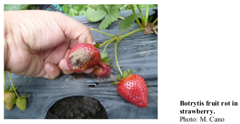 Botrytis fruit rot in strawberry. Photo: M. Cano