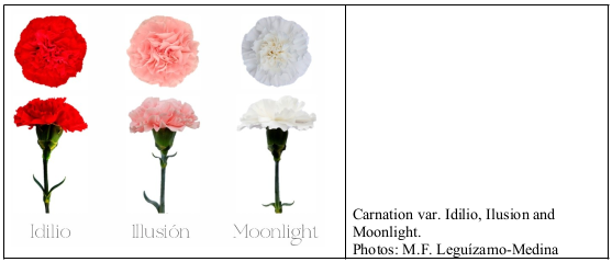 Carnation var. Idilio, Ilusion and Moonlight. Photos: M.F. Leguízamo-Medina