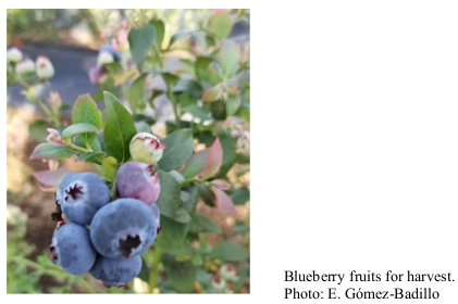 Blueberry fruits for harvest. Photo: E. Gómez-Badillo