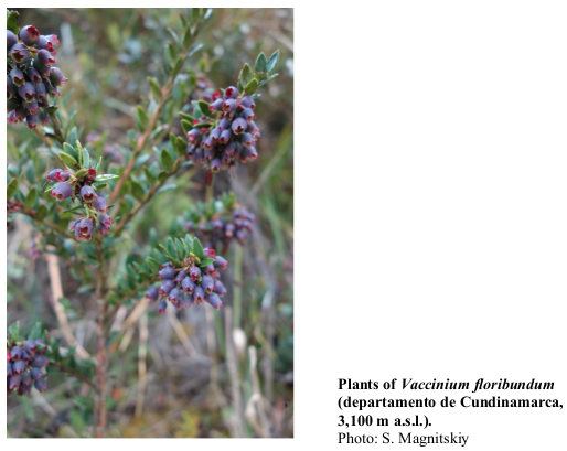 Plants of Vaccinium floribundum (departamento de Cundinamarca, 3,100 m a.s.l.). Photo: S. Magnitskiy