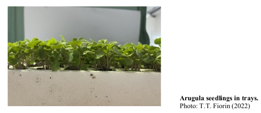 Arugula seedlings in trays. Photo: T.T. Fiorin (2022)