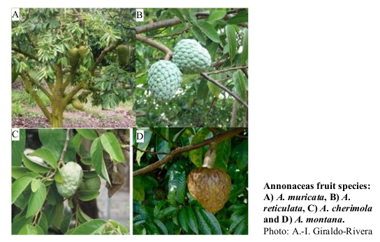 Annonaceas fruit species: A) A. muricata, B) A. reticulata, C) A. cherimola and D) A. montana. Photo: A.-I. Giraldo-Rivera