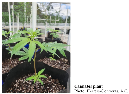 Cannabis plant. Photo: Herrera-Contreras, A.C.