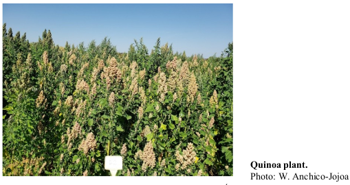 Quinoa plant. Photo: W. Anchico-Jojoa