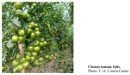 Chonto tomato fuits. Photo: T.-A. Correa-Castro