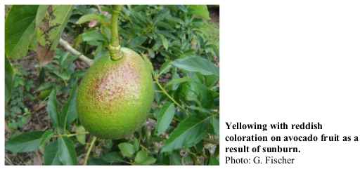 Yellowing with reddish coloration on avocado fruit as a result of sunburn. Photo: G. Fischer