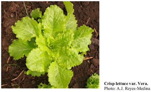 Crisp lettuce var. Vera. Photo: A.J. Reyes-Medina