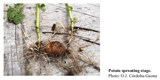 Potato sprouting stage. Photo: O.J. Córdoba-Gaona