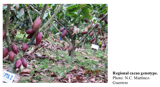 Regional cacao genotype. Photo: N.C. Martínez- Guerrero