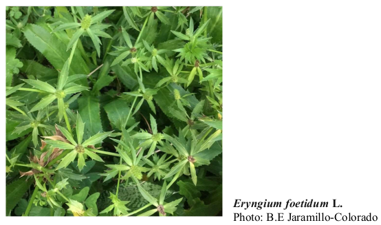 Eryngium foetidum L. Photo: B.E Jaramillo-Colorado