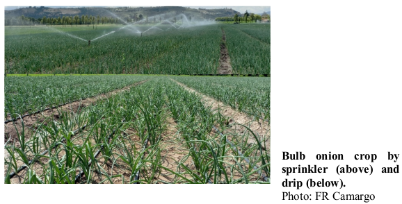Bulb onion crop by   sprinkler (above) and drip (below). Photo: F.R. Camargo