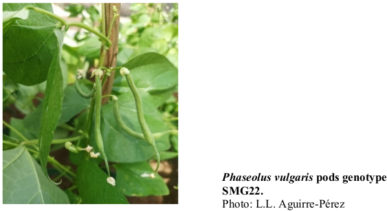 Phaseolus vulgaris pods genotype SMG22. Photo: L.L. Aguirre-Pérez